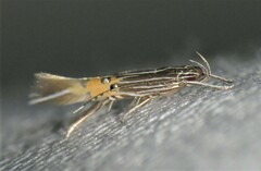 Cosmopterix callichalca