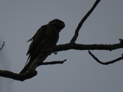 Psittacula longicauda