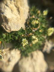 Draba subcapitata