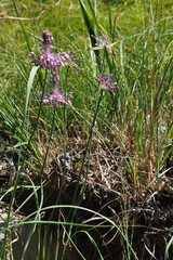Allium carinatum