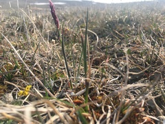 Arctagrostis latifolia