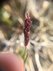 Arctagrostis latifolia