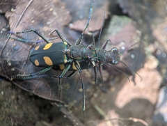 Cicindela bicolor