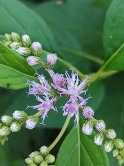 Cyrtocymura