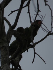 Psittacula longicauda