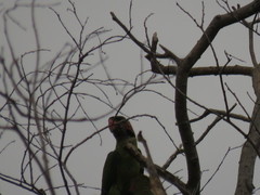 Psittacula longicauda