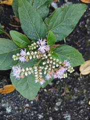 Cyrtocymura