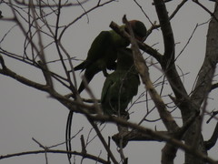 Psittacula longicauda