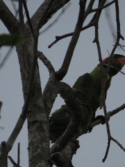 Psittacula longicauda