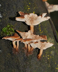 Lentinellus tasmanicus