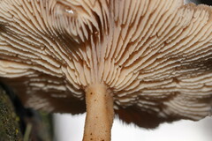 Lentinellus tasmanicus