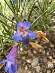 Penstemon crandallii