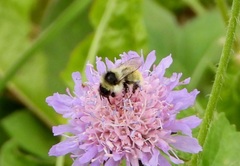 Bombus mesomelas