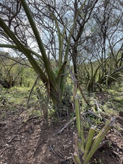 Sansevieria cylindrica