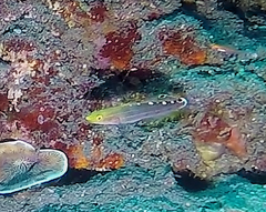 Koumansetta rainfordi