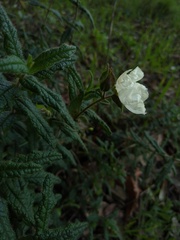 Cistus psilosepalus