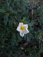Cistus psilosepalus