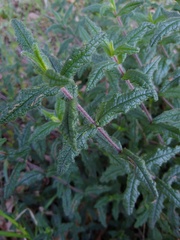 Cistus psilosepalus