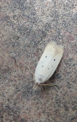 Nothris verbascella