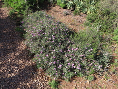 Ruschia klipbergensis