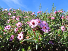 Ruschia klipbergensis