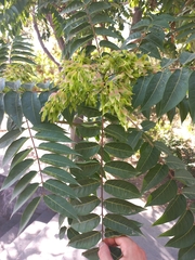 Ailanthus altissima