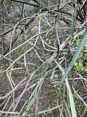 Cissus quadrangularis