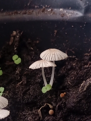 Agaricales