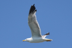 Larus michahellis