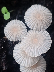 Agaricales