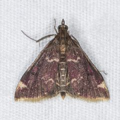 Pyrausta inveterascalis