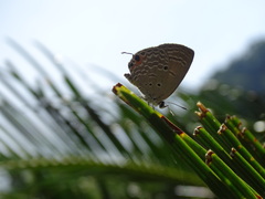 Luthrodes pandava peripatria