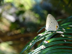 Luthrodes pandava peripatria