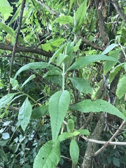 Buddleja globosa