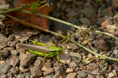 Ognevia longipennis