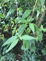 Buddleja globosa