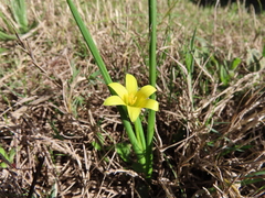 Romulea flava minor
