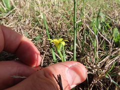 Romulea flava minor