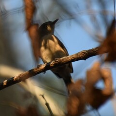 Newtonia brunneicauda