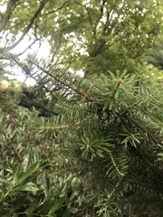 Abies nordmanniana