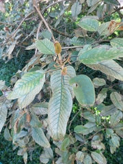 Citharexylum subflavescens