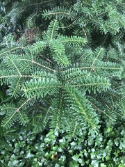 Abies nordmanniana