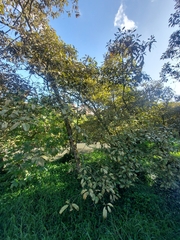 Citharexylum subflavescens