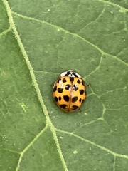 Harmonia axyridis