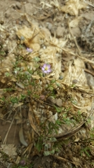 Spergularia bocconei