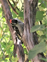 Dryobates pubescens