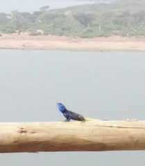 Acanthocercus ugandaensis