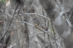 Newtonia brunneicauda
