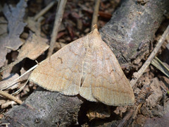 Zanclognatha lunalis