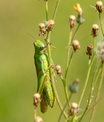 Ognevia longipennis
